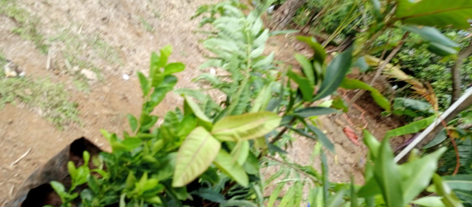 Small green plant saplings growing in an outdoor plantation