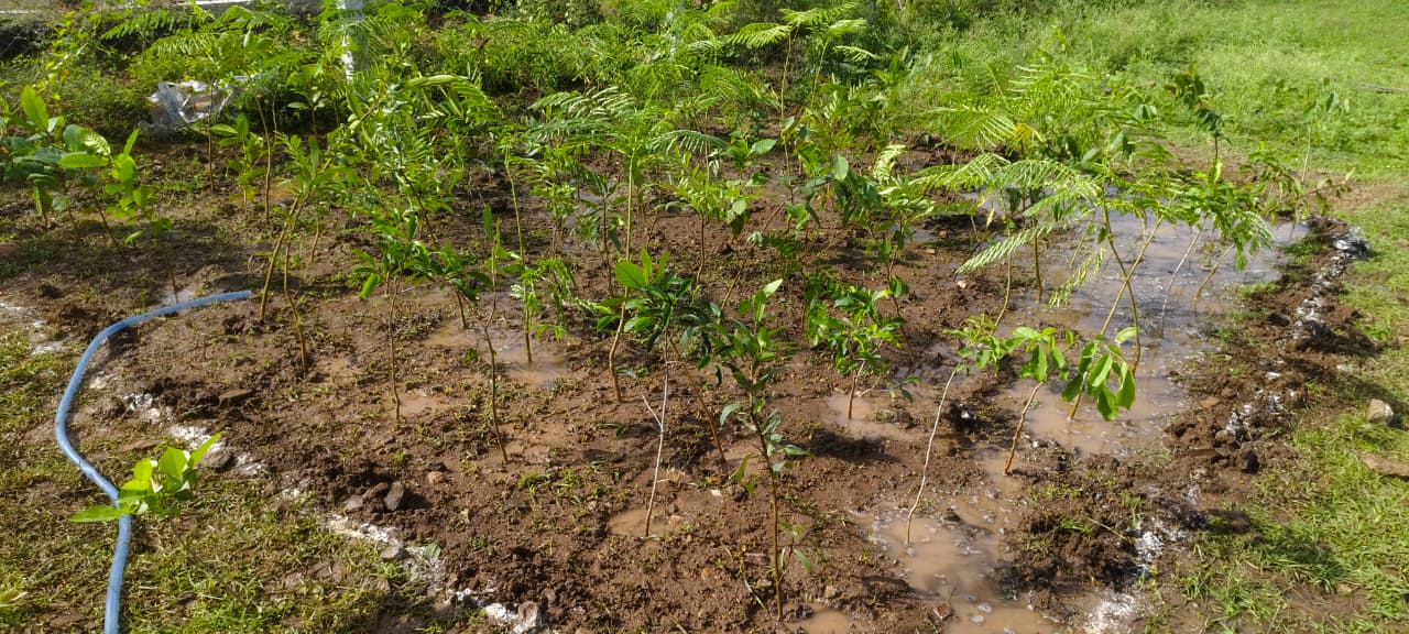Newly planted saplings being irrigated at a plantation site
