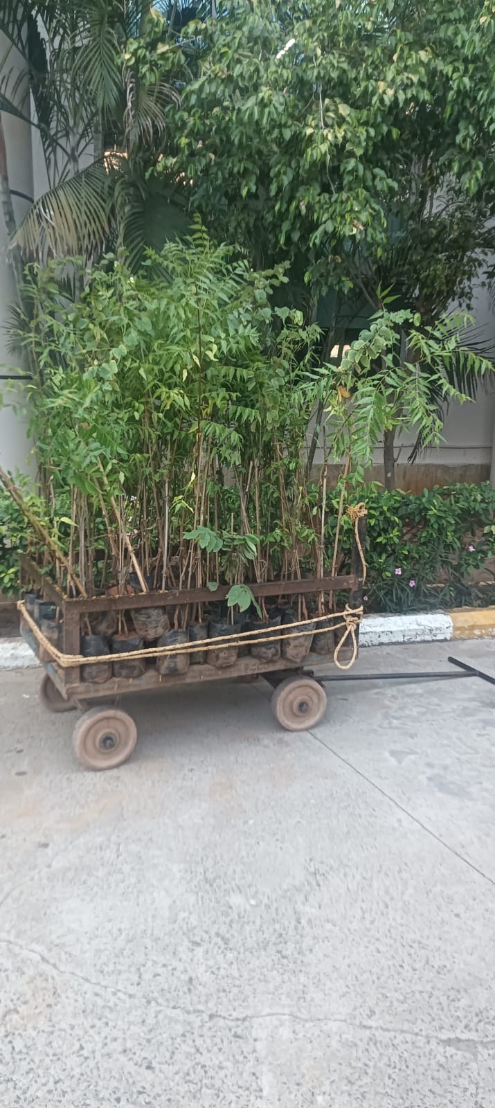 A wooden cart loaded with young green plant saplings